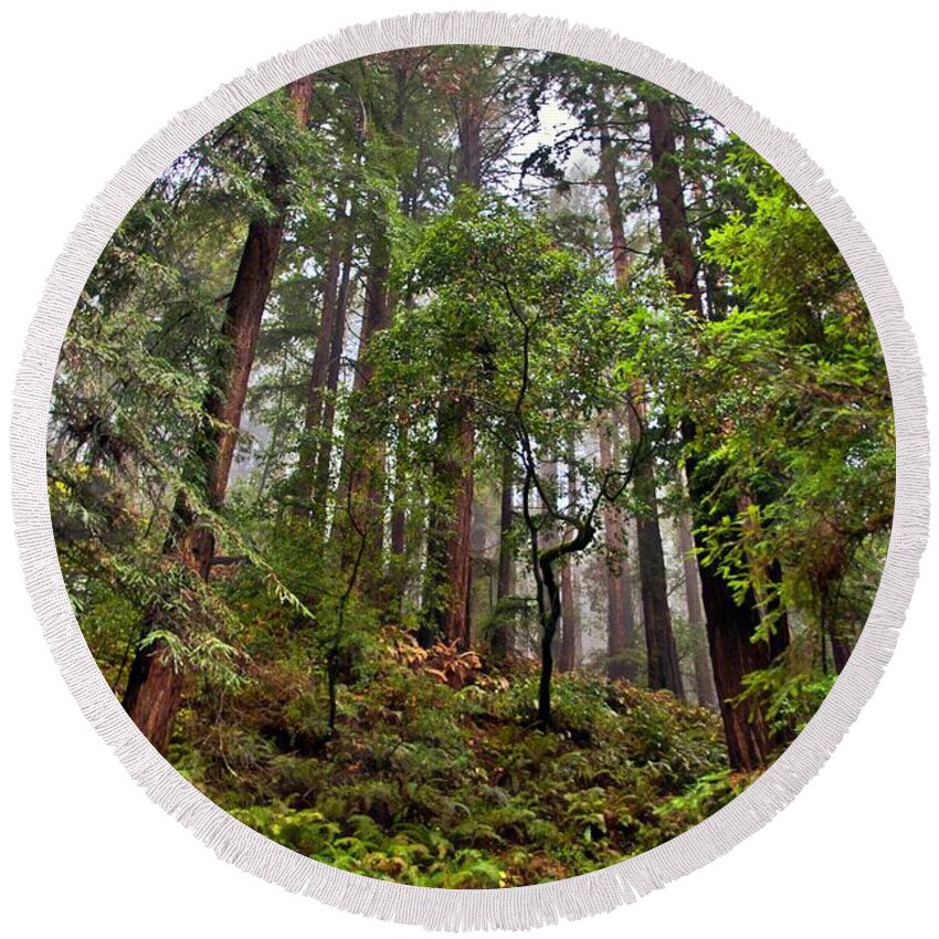 Photography By Suzanne Stout Round Beach Towel featuring the photograph Muir Woods National Monument by Suzanne Stout