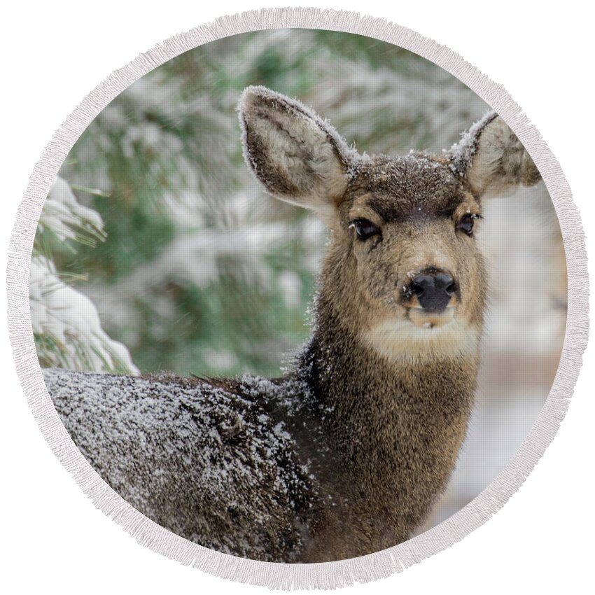 Categories Round Beach Towel featuring the photograph Mule Deer in Snow 2 by Dawn Key