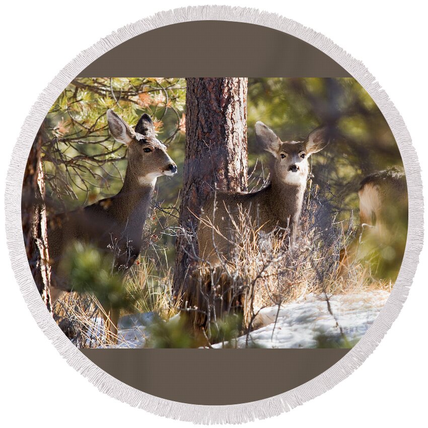 Deer Round Beach Towel featuring the photograph Mule Deer in the Pike National Forest in Winter by Steven Krull