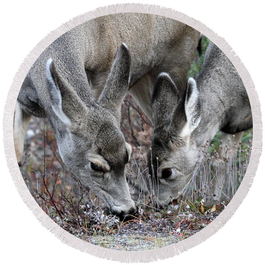 Mule Round Beach Towel featuring the photograph Mule deers in Jasper National Park by Pierre Leclerc Photography