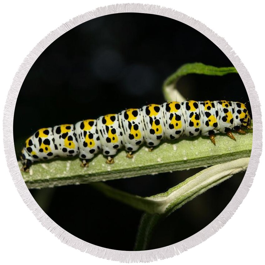 Mullein Round Beach Towel featuring the photograph Mullein Moth Caterpillar by Richard Brookes