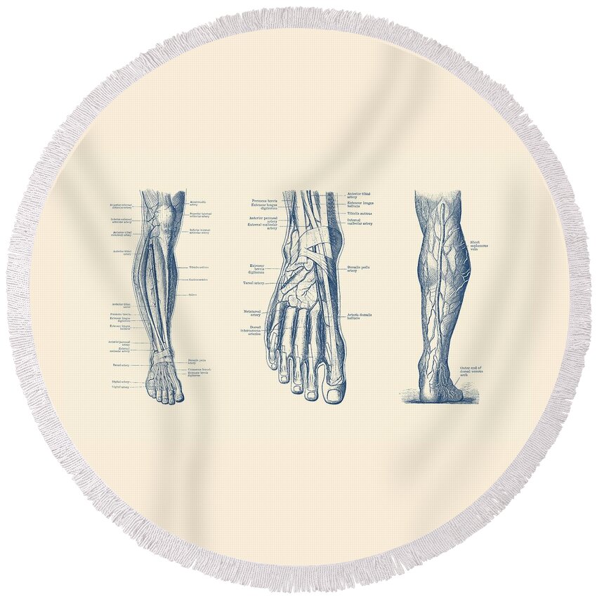 Leg Circulatory System Round Beach Towel featuring the drawing Multi-View Leg Diagram - Human Circulatory System by Vintage Anatomy Prints