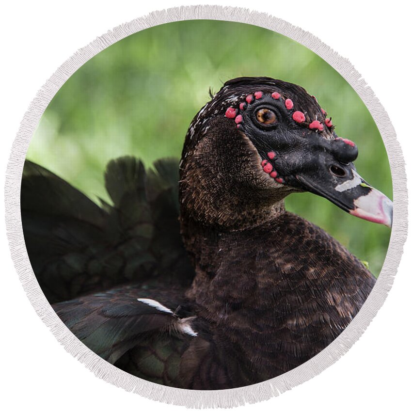 Muscovy Round Beach Towel featuring the photograph Muscovy Duck-0314 by Steve Somerville