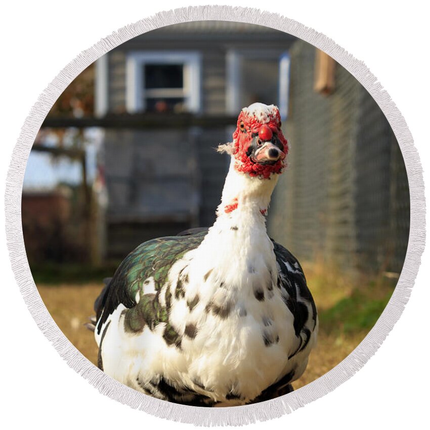 Muscovy Duck Round Beach Towel featuring the photograph Muscovy Duck by Travis Rogers