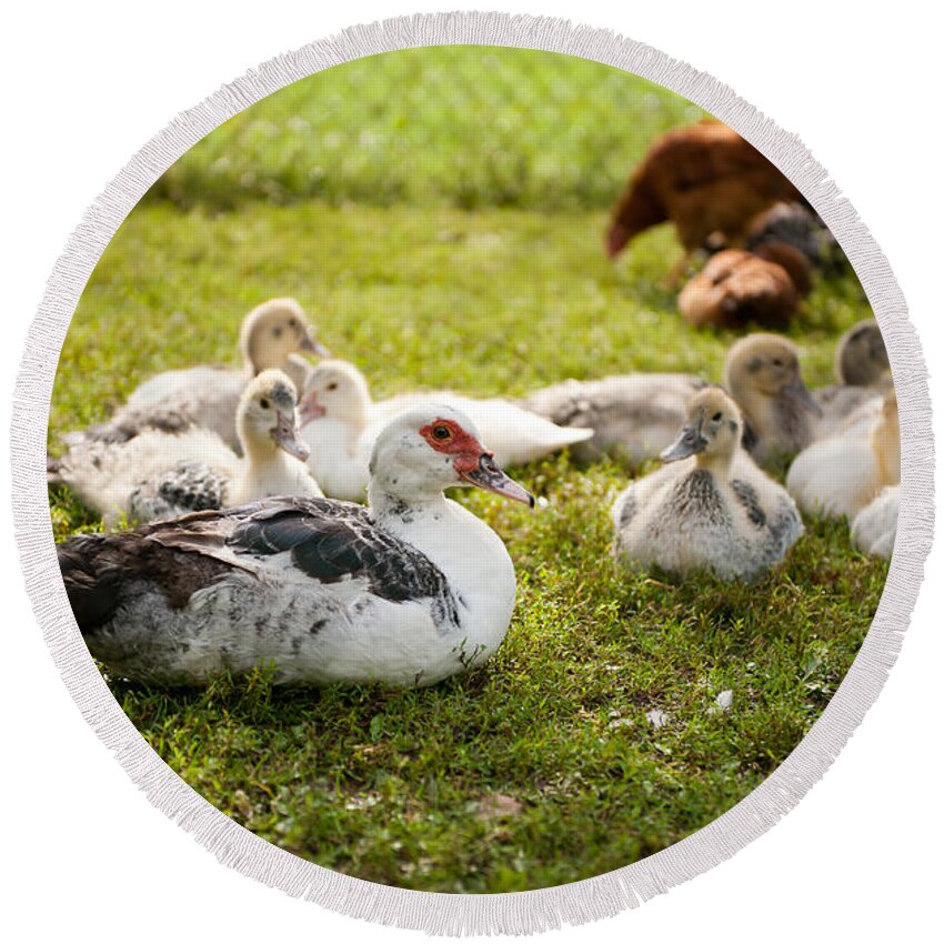 Cairina Round Beach Towel featuring the photograph Muscovy Duck young birds by Arletta Cwalina