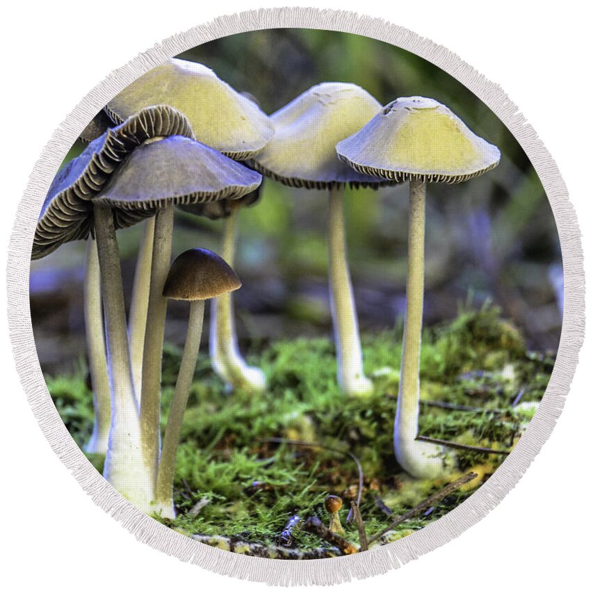 Nature Round Beach Towel featuring the photograph Family of Mushrooms by WAZgriffin Digital