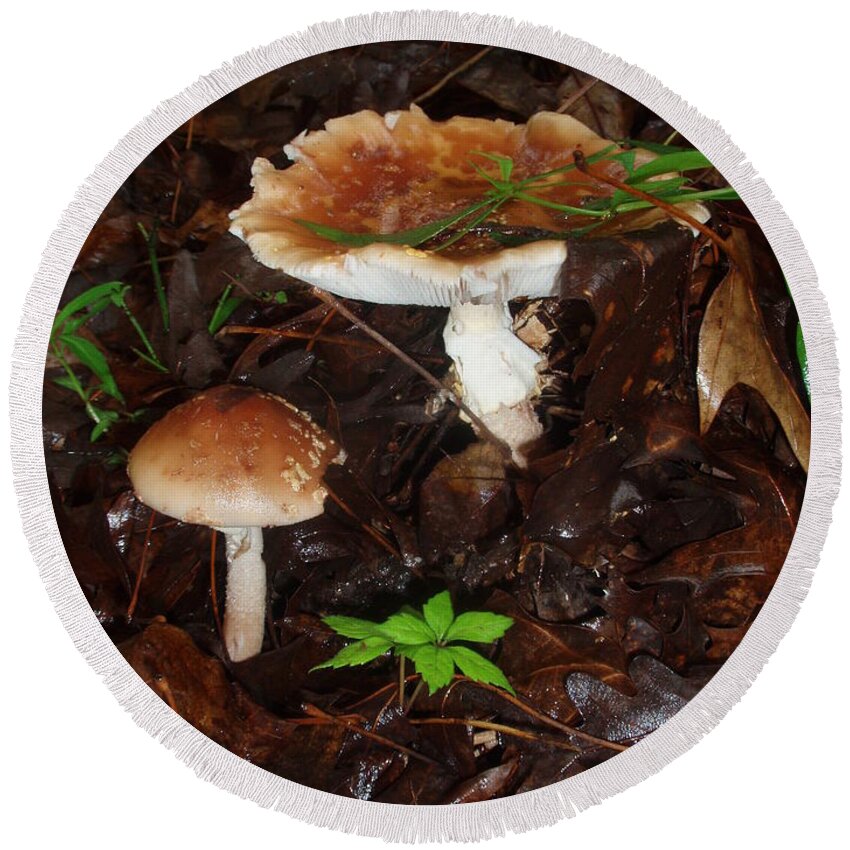 Mushrooms Round Beach Towel featuring the photograph Mushrooms Rising by Allen Nice-Webb