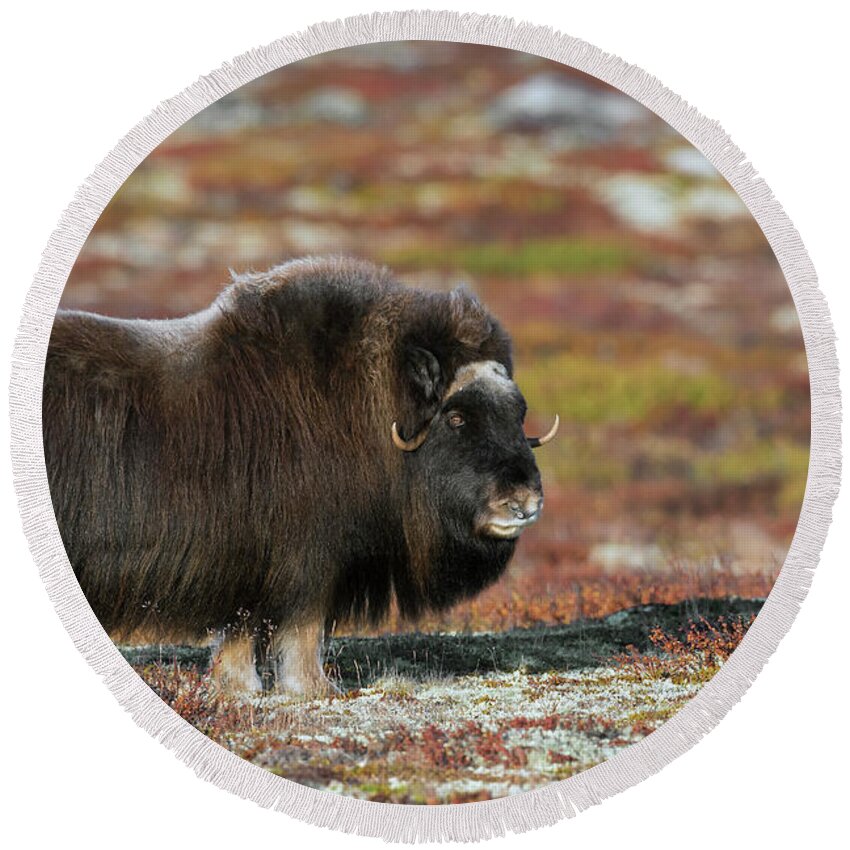 Muskox Round Beach Towel featuring the photograph Muskox by Arterra Picture Library