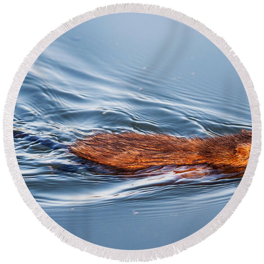 Heron Heaven Round Beach Towel featuring the photograph Muskrat Speed Swiming by Ed Peterson