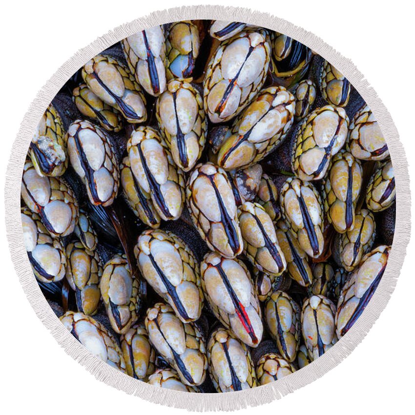Mussel Round Beach Towels