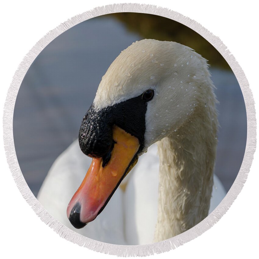 Swan Round Beach Towel featuring the photograph Mute swan cob by Steev Stamford