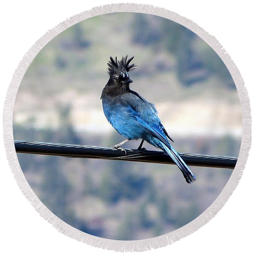 Steller's Jay Round Beach Towel featuring the photograph My Hairdo Malfunctioned by Will Borden