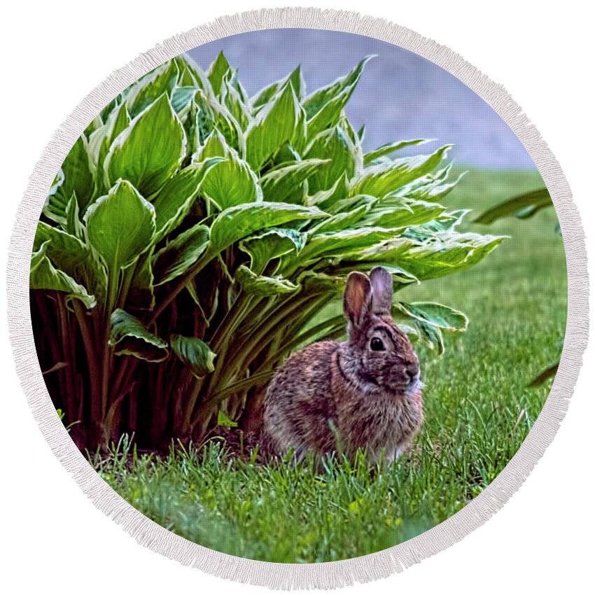 Bunny Round Beach Towel featuring the photograph My Peter Rabbit by ChelleAnne Paradis
