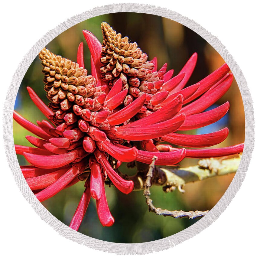 Coral Tree Flower Round Beach Towel featuring the photograph Naked Coral Tree Flower by Mariola Bitner