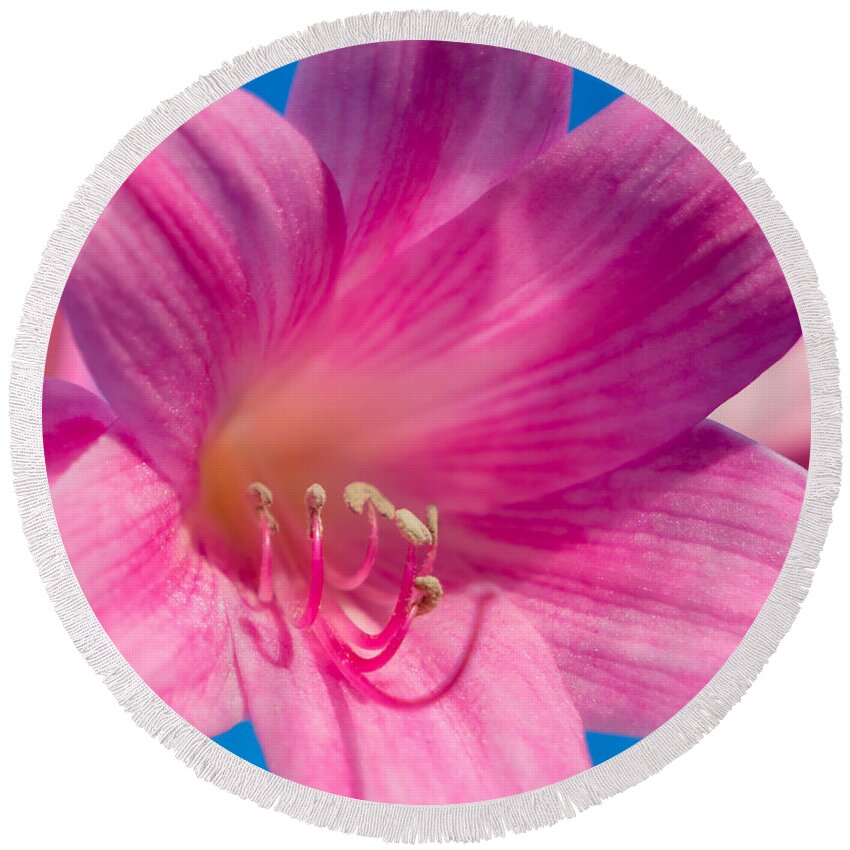 Flower Round Beach Towel featuring the photograph Naked Lady by Derek Dean