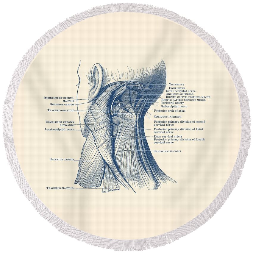 Neck Round Beach Towel featuring the drawing Neck Muscular System Diagram - Vintage Anatomy by Vintage Anatomy Prints