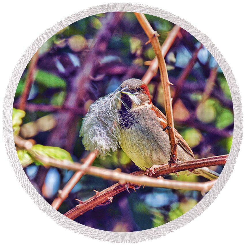 Reifel Round Beach Towel featuring the photograph Nesting Sparrow by Lawrence Christopher