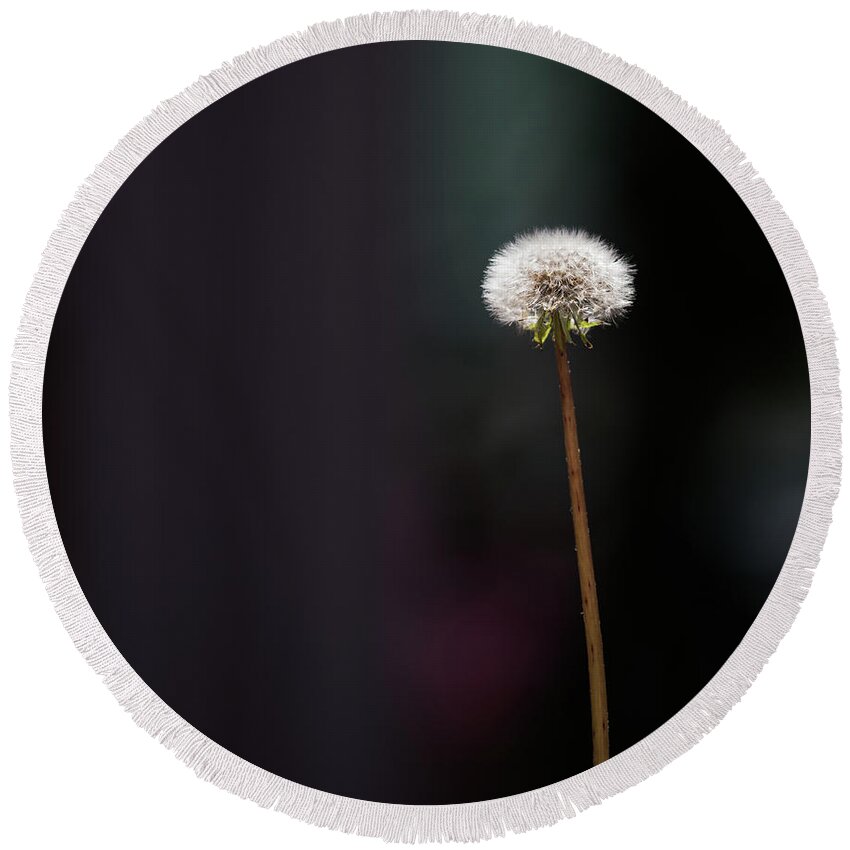 Dandelion Round Beach Towel featuring the photograph Never Stop Wishing by Cynthia Wolfe