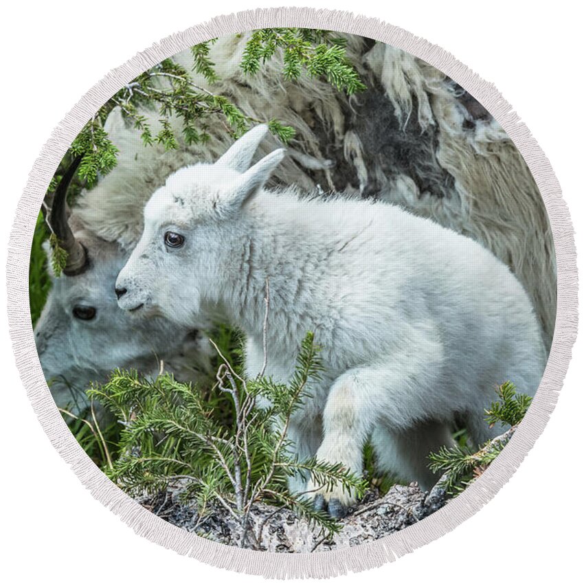 Mountain Goats Round Beach Towel featuring the photograph New Addition by Yeates Photography