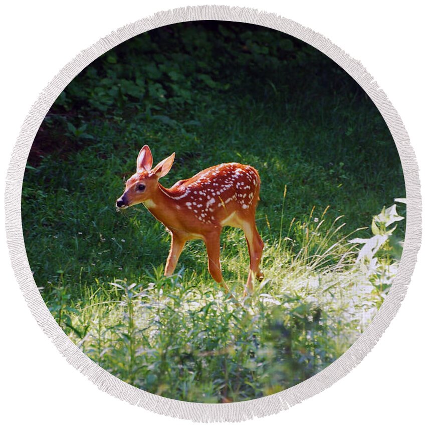 Fawn Round Beach Towel featuring the photograph New Backyard Visitor by Lori Tambakis