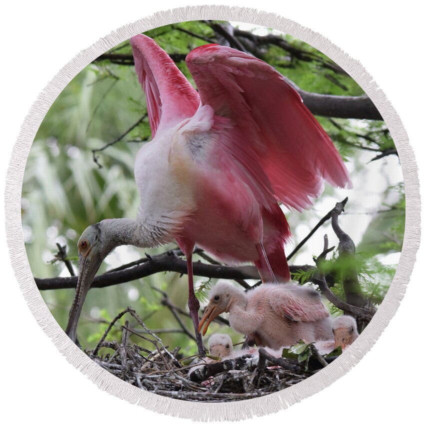 Roseate Spoonbill Round Beach Towel featuring the photograph New Life by Jim Bennight