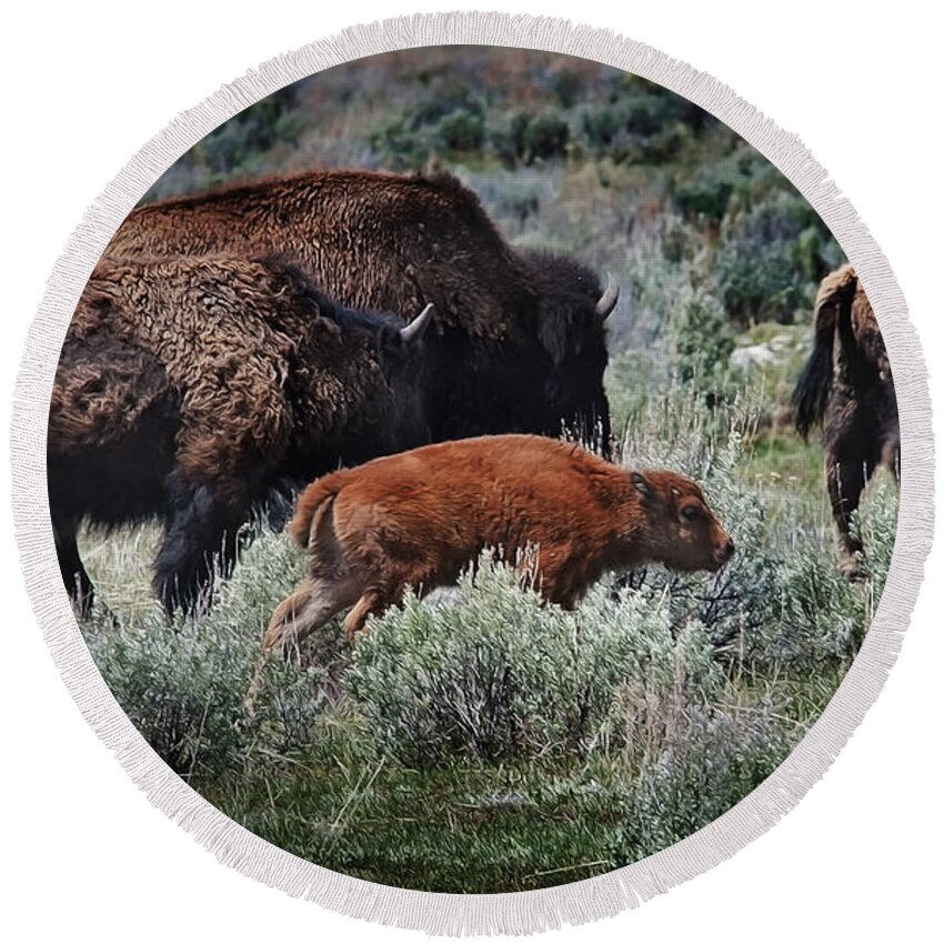 Animals Round Beach Towel featuring the photograph New life on the prairie by John Christopher