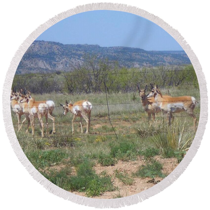 Antelope Round Beach Towel featuring the photograph New Mexico Antelope 1 by Sheri Keith