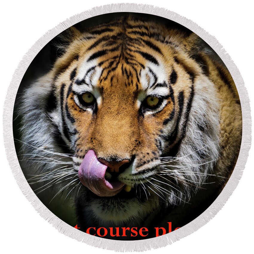 Tiger Round Beach Towel featuring the photograph Next Course Please by Sam Rino