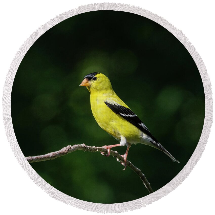 American Goldfinch Round Beach Towel featuring the photograph Noble by Richard Macquade