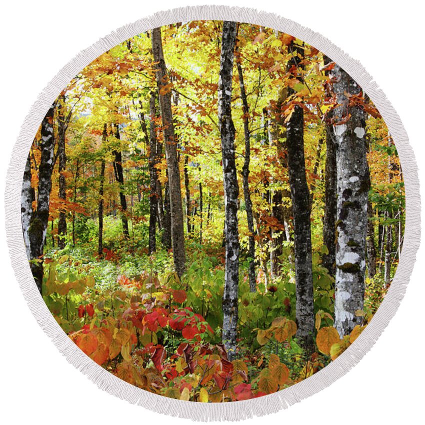 Photography Round Beach Towel featuring the photograph North Woods Trees #6 by Brett Pelletier