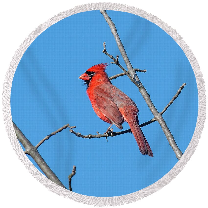 Nature Round Beach Towel featuring the photograph Northern Cardinal DSB0272 by Gerry Gantt