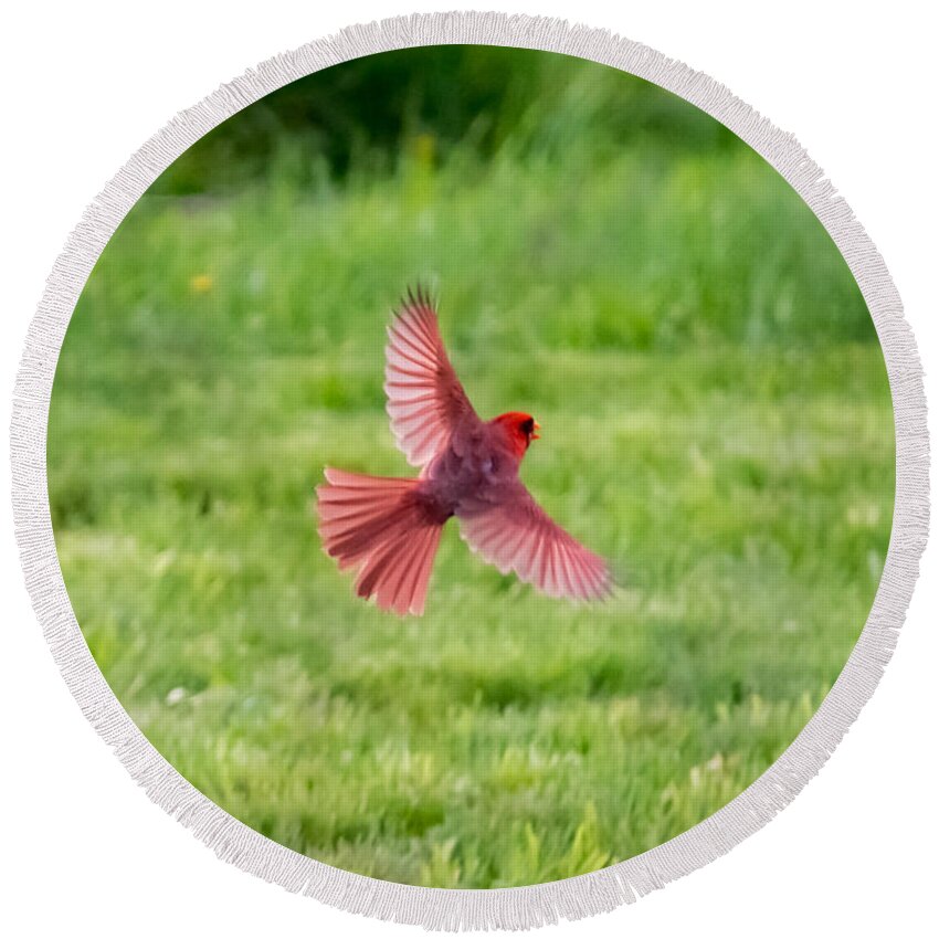 Northern Cardinal Round Beach Towel featuring the photograph Northern Cardinal in Flight by Holden The Moment