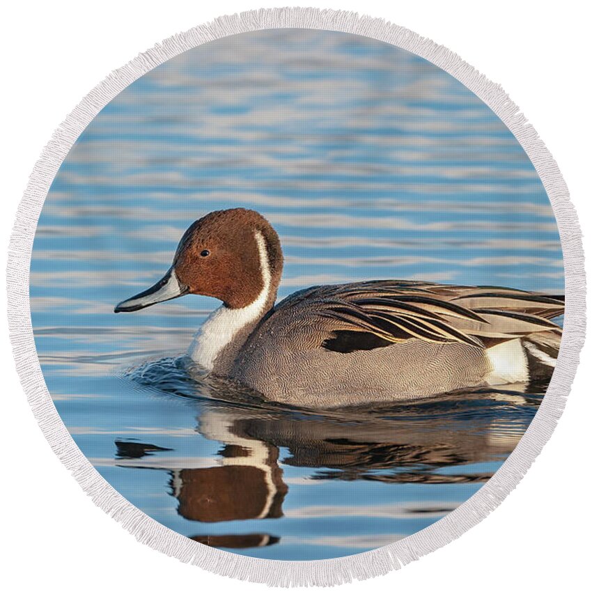 Mark Miller Photos Round Beach Towel featuring the photograph Northern Pintail by Mark Miller