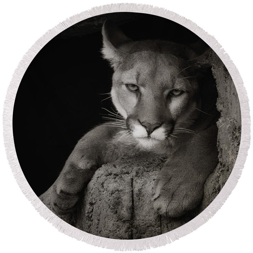 Mountain Lions Round Beach Towel featuring the photograph Not A Happy Cat by Elaine Malott