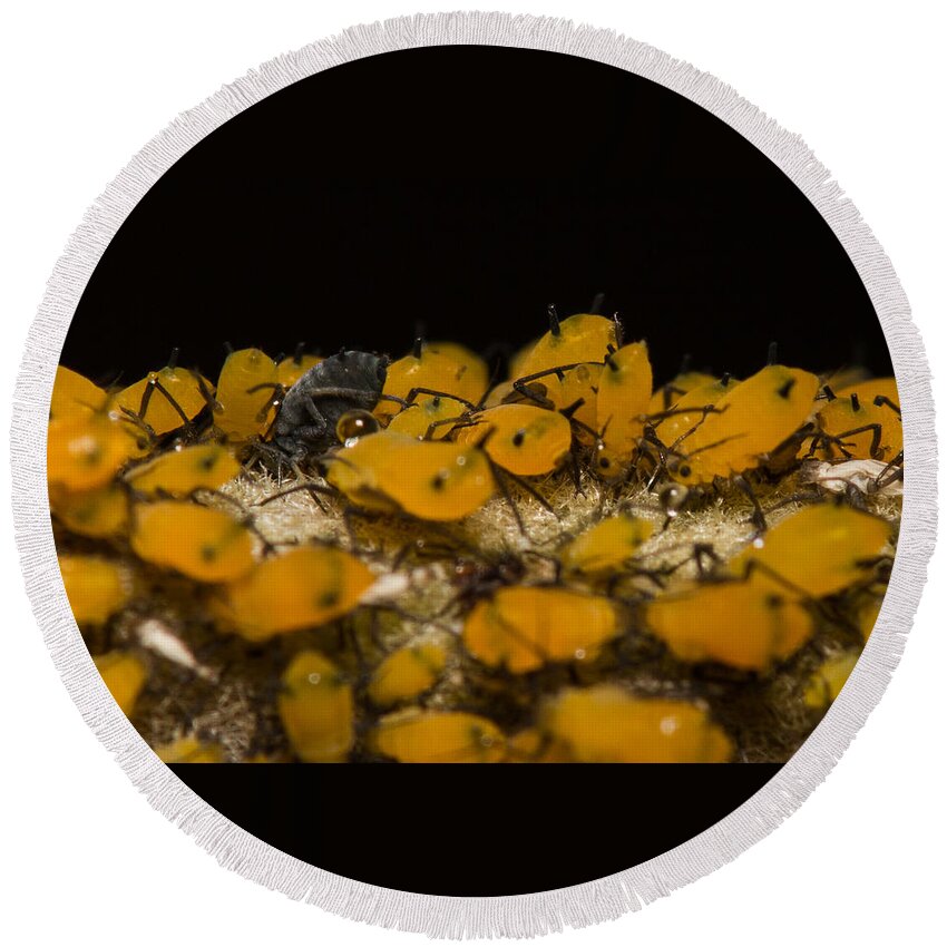 Aphid Round Beach Towel featuring the photograph Not Like The Others by Shawn Jeffries