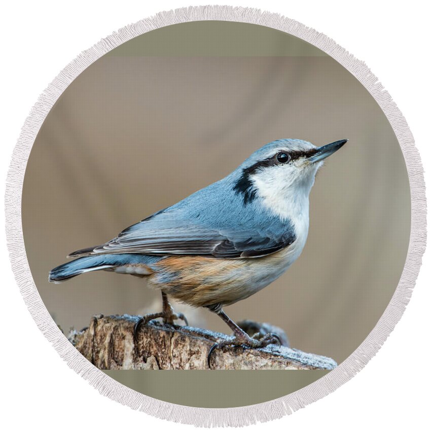 Nuthatch Round Beach Towel featuring the photograph Nuthatch's pose by Torbjorn Swenelius