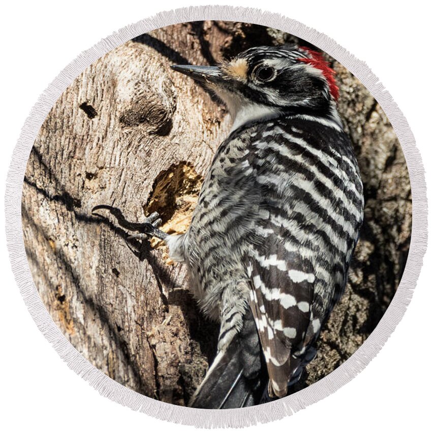 Woodpecker Round Beach Towel featuring the photograph Nuttall's Woodpecker by Kathleen Bishop