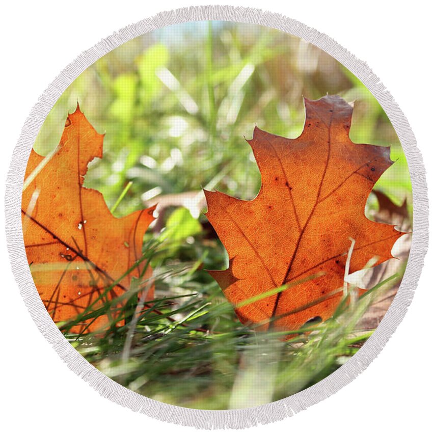 Oak Round Beach Towel featuring the photograph Oak Leaf in Autumn by Jimmy Ostgard