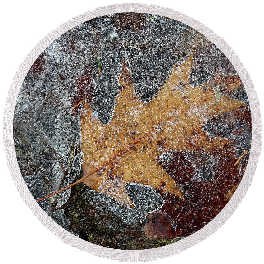 Ice Round Beach Towel featuring the photograph Oak leaf in melting ice by Kevin Shields
