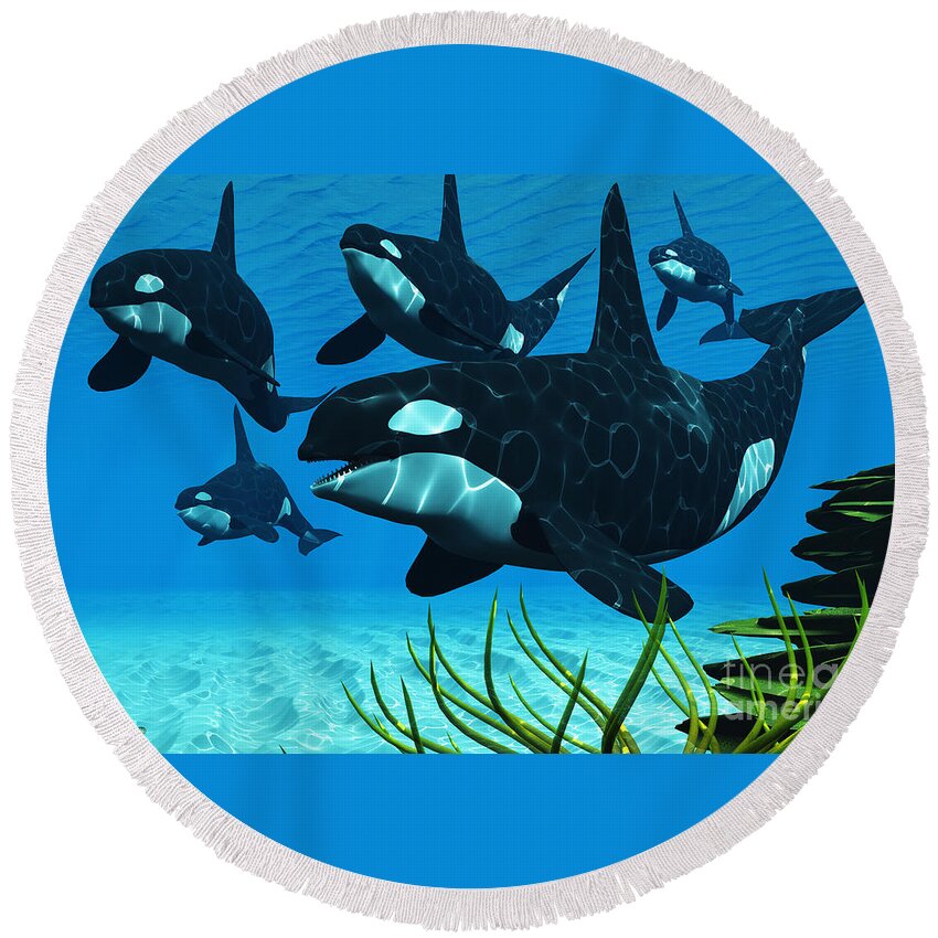 Whale Round Beach Towel featuring the painting Ocean Killer Whales by Corey Ford