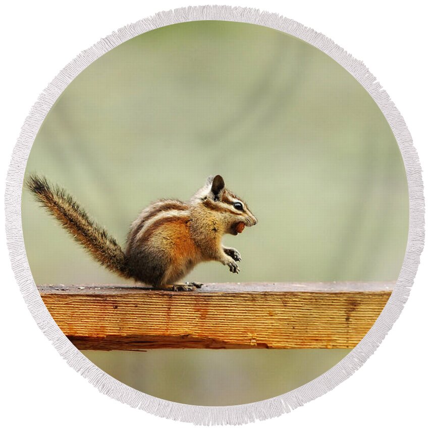 Squirrel Round Beach Towel featuring the photograph Off To The Nut House by Donna Blackhall