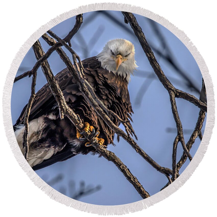 American Bald Eagle Round Beach Towel featuring the photograph Oh That Look by Ray Congrove