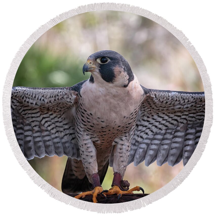 Florida Round Beach Towel featuring the photograph Okeeheelee Nature Center - Tundra the Peregrine Falcon - Wings Up by Ronald Reid