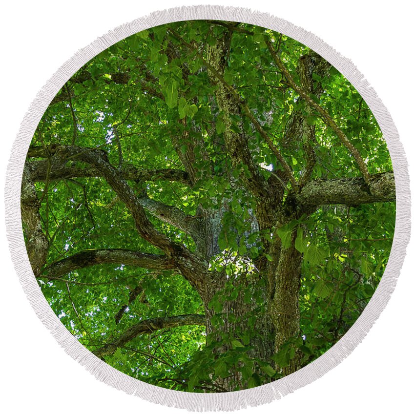 Linden Tree Round Beach Towel featuring the photograph Old linden tree. by Ulrich Burkhalter
