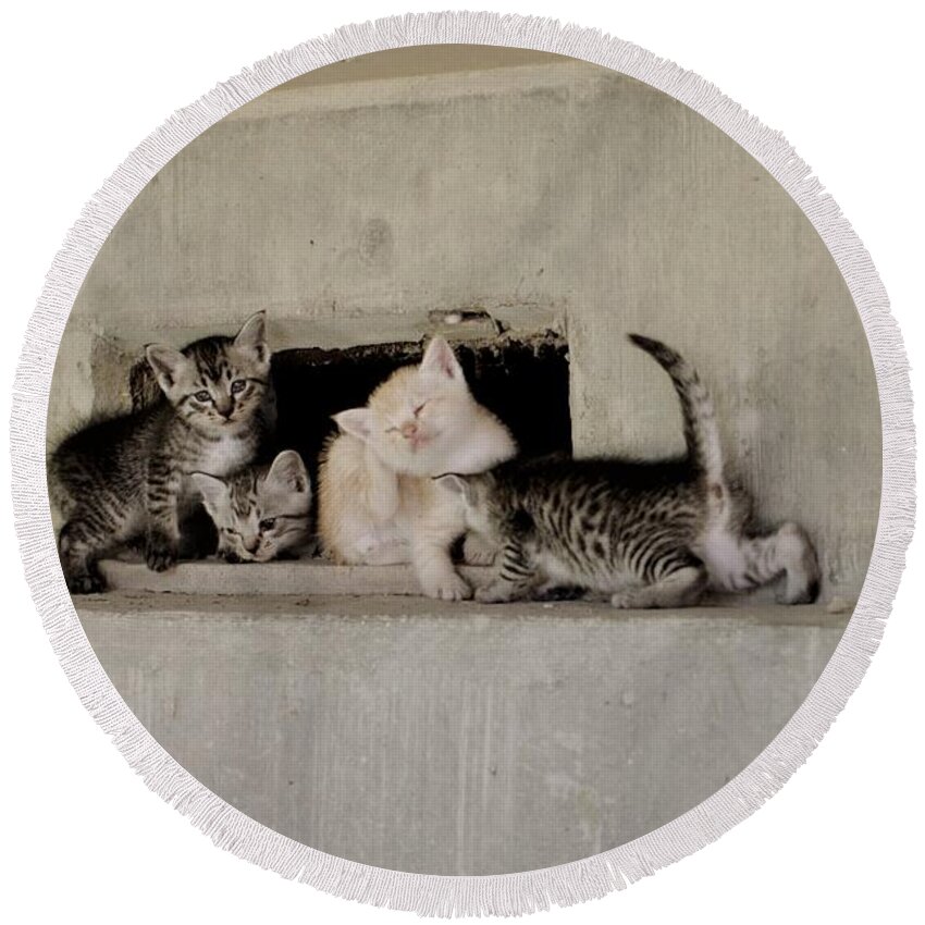 #沖縄 #okinawa #japan #cools_japan #japan_of_insta #syuri #cat #kittens #animal #猫 #family #可愛い #kawaii #kitte #オールドレンズ #travel_captures #naha #street #pentax #carlzeiss #oldlens Round Beach Towel featuring the photograph Old vacant house kittens by Kuro Kuro
