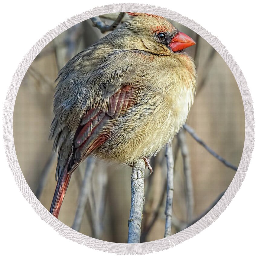 Northern Cardinal Round Beach Towel featuring the photograph On A Cold Winter's Day... by Wes Iversen