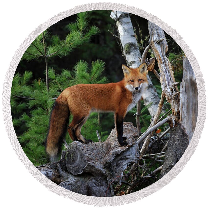 Gary Hall Round Beach Towel featuring the photograph On the Lookout by Gary Hall