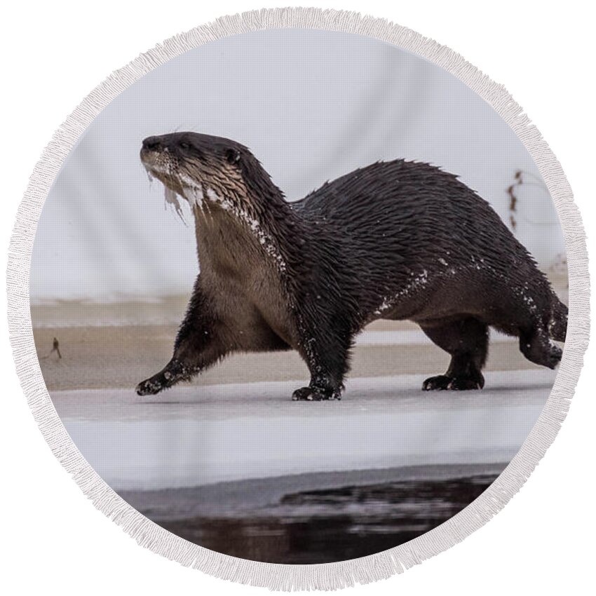 Otter Round Beach Towel featuring the photograph On the Move by Jody Partin