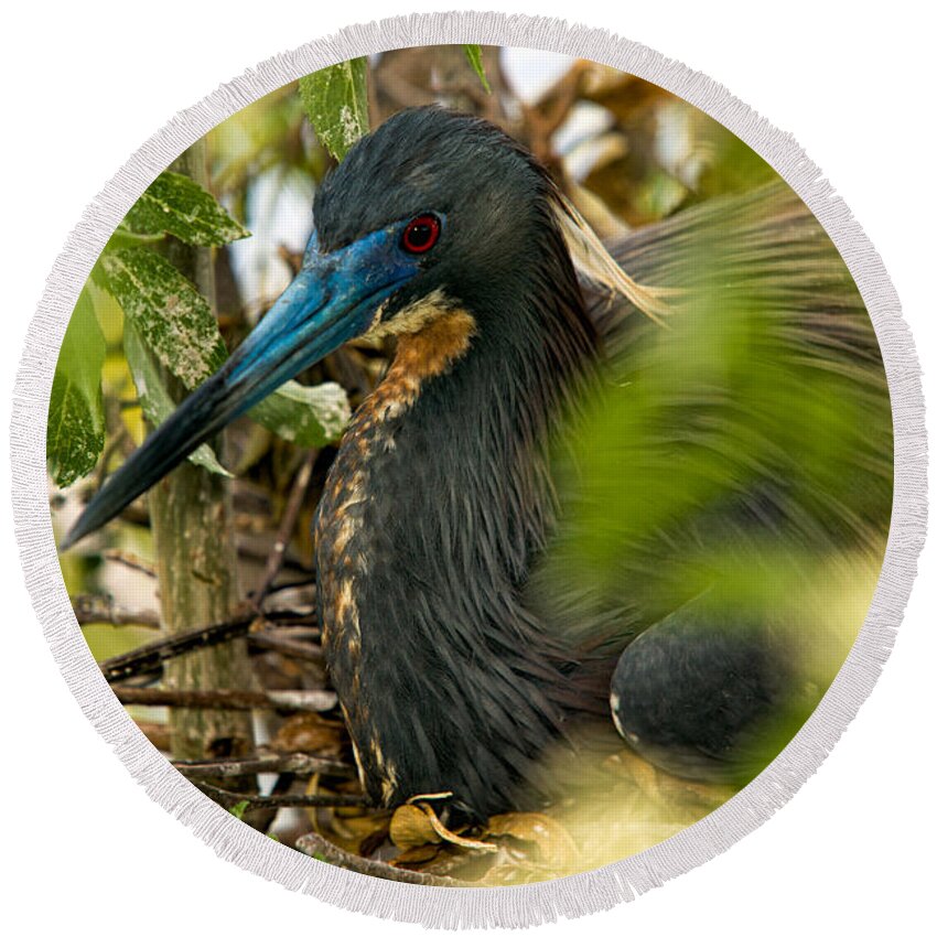 Tri-color Heron Round Beach Towel featuring the photograph On The Nest by Christopher Holmes