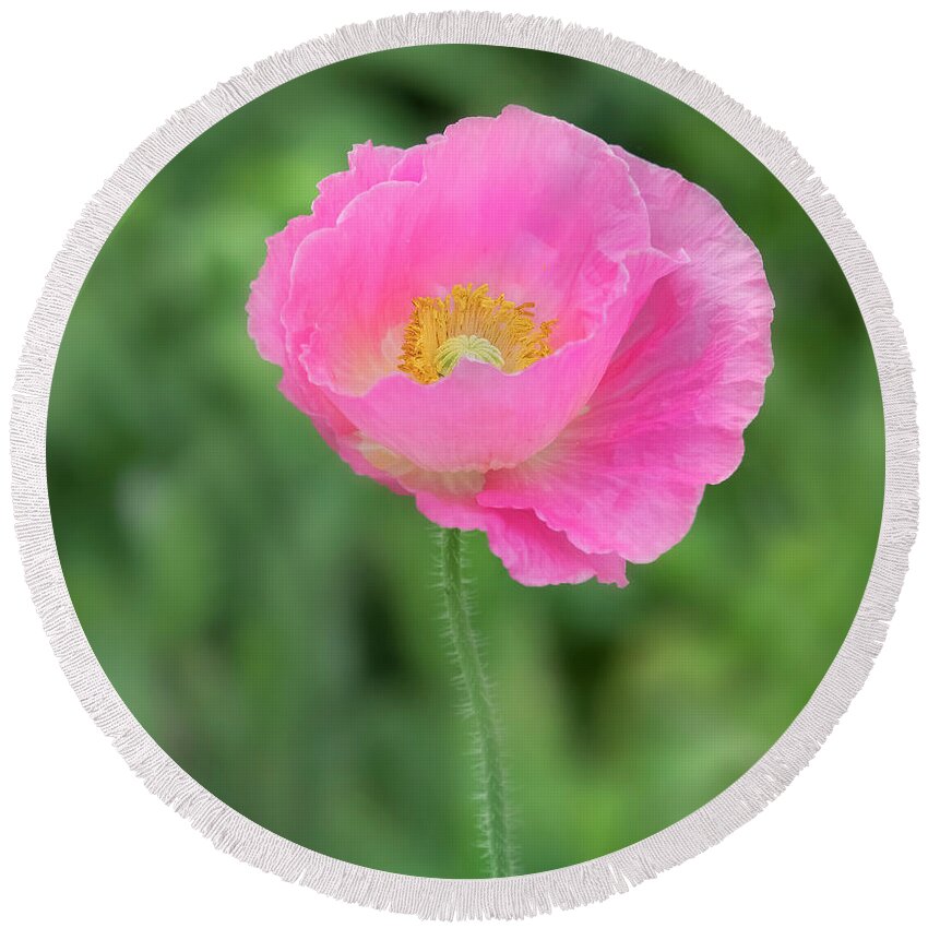 Poppy Round Beach Towel featuring the photograph On the runway. by Usha Peddamatham